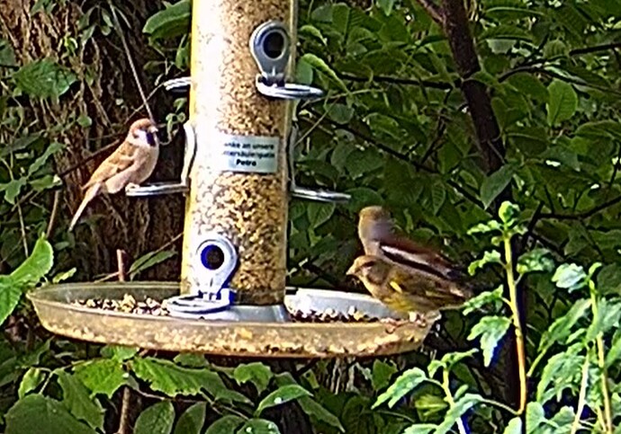 Kernbeisser, Spatz und. Grünfink 17.06.24