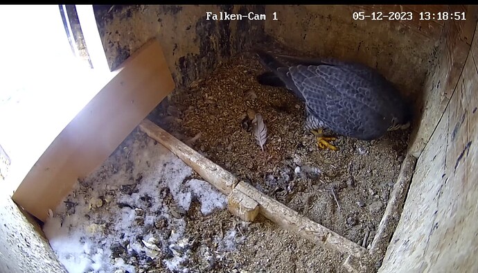 Screenshot_20231205-131908~2