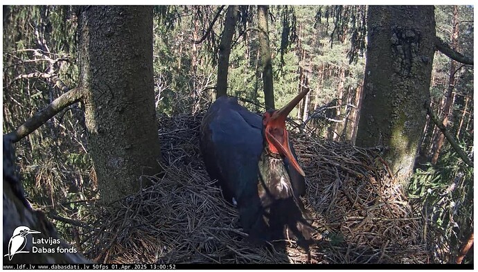 Screenshot 2025-04-01 123211