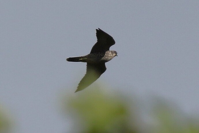 Jungfalke Hofgarten