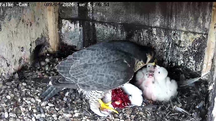 Screenshot_20240409-150709~2