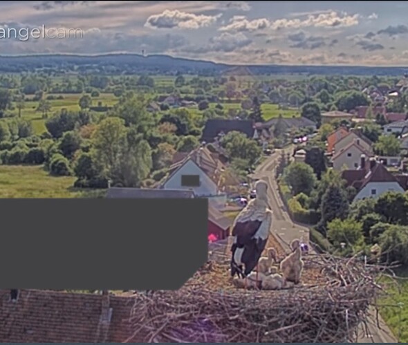 Screenshot_20240518_175521_Chrome