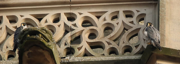 Wanda und Falco nachmittags 1a