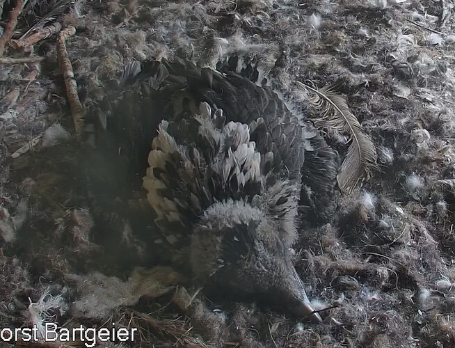 Schlafmütze mit Spielfeder 06.05.24