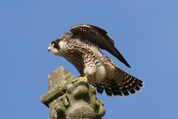 Jungfalke 6