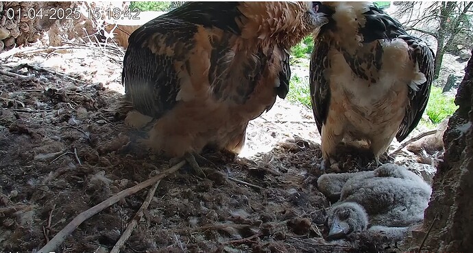 Familienidylle 01.04.25