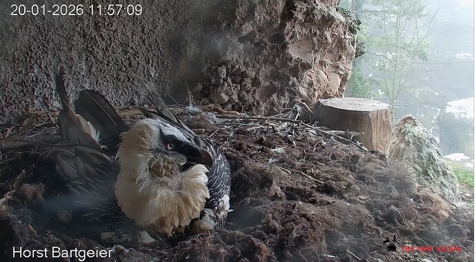 Hans Federverlust 1 20.01.26