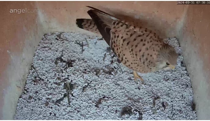 Screenshot_20240331-073841~2