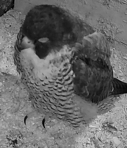 Screenshot_2026-02-09-18-21-31-394_com.android.chrome