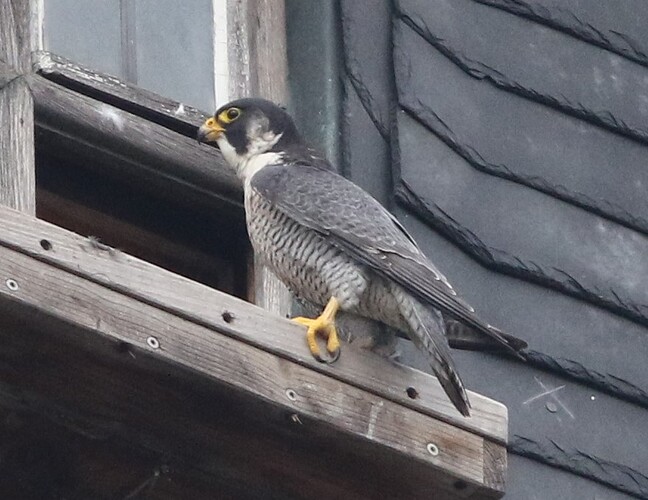 Falco mit Beute 1