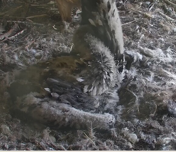 Unter dem grossen Flügel putzen 26.04.24