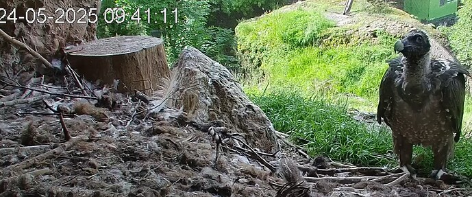 Barti vor dem Horst 1 24.05.25