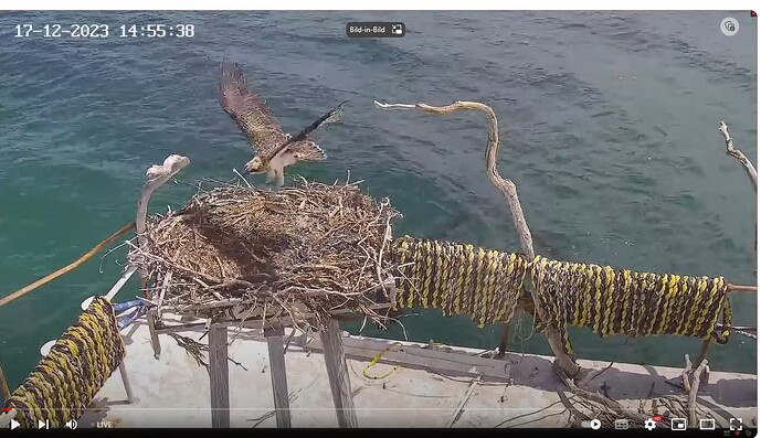 Screenshot 2023-12-17 172215