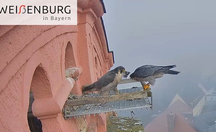 Screenshot_2026-03-03-07-47-43-888_com.google.android.youtube~2