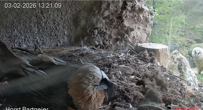 H vor dem Horst 03.02.26