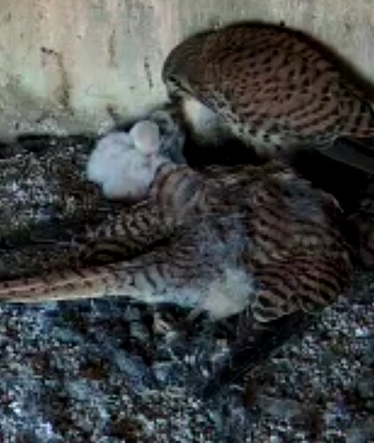 Screenshot_20240610-190726~2