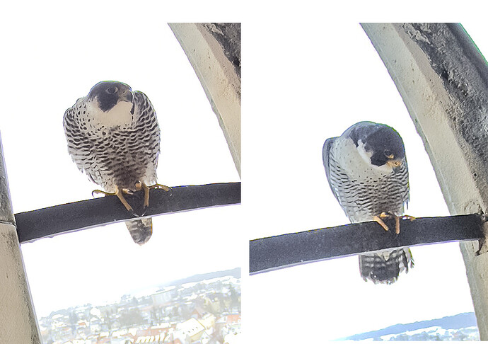 Vergleich Liesl, Zach