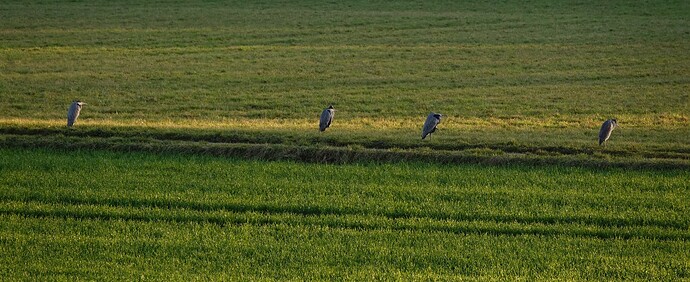 DSC00914