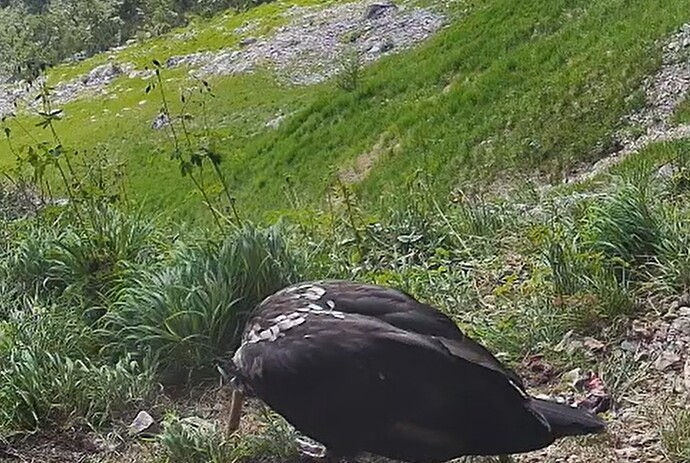 Generl mit großem Knochen 11.06.25