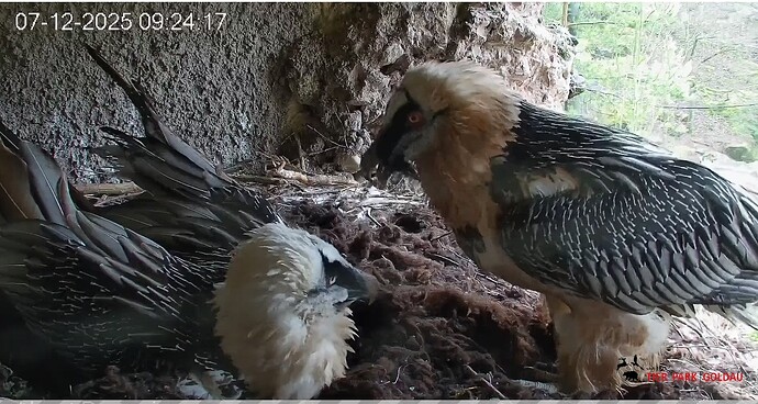 Mascha bringt Material 07.12.25