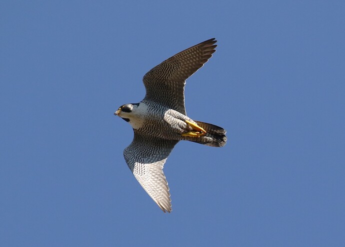 Falco fliegt weiter 2