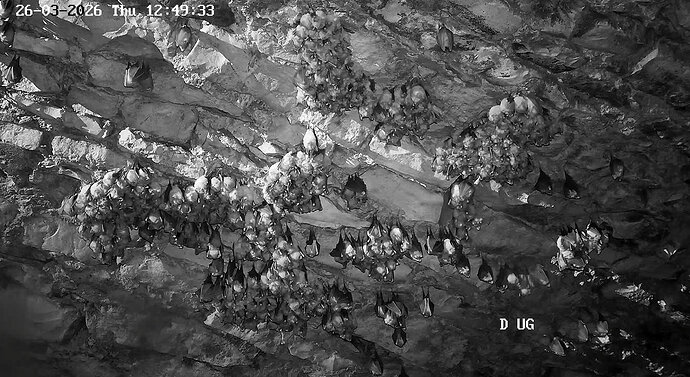 2026-03-26_2 Hufis im Keller 12.49 2