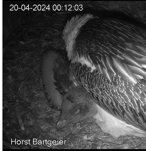 Screenshot_20240420_001306_Chrome