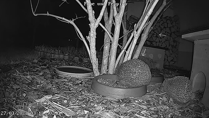 Pepe und Peppino_playback_1679894303431