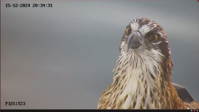 Screenshot_20241215_151731_YouTube