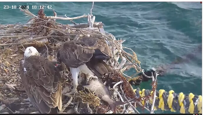 Screenshot 2024-10-23 163021