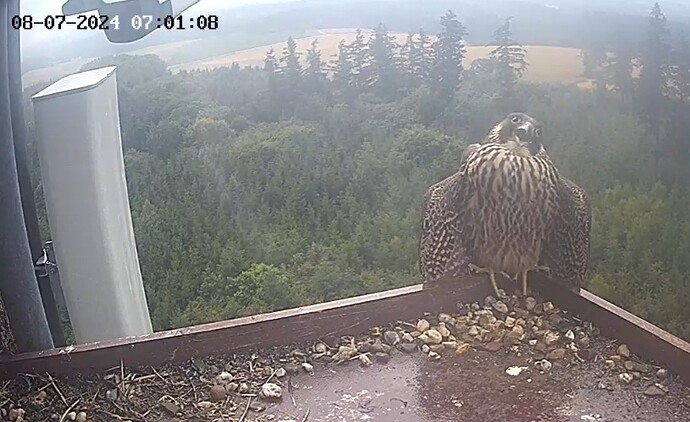 Screenshot_20240708_075939_Samsung Internet