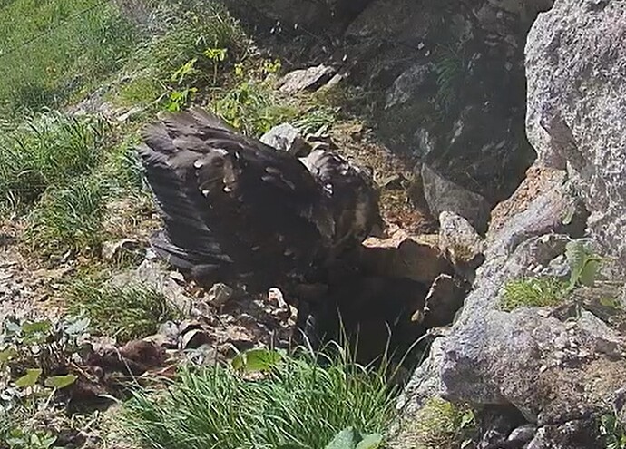 L. Gefiederpflege 15.06.25