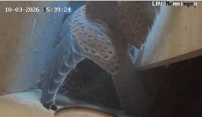 Screenshot_20260310-144305_Chrome