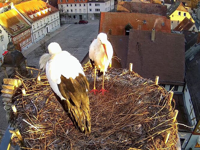 Screenshot_2025-01-30-08-16-56-883_com.android.chrome