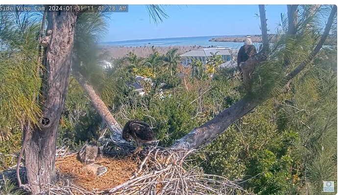 Screenshot 2024-01-31 191014