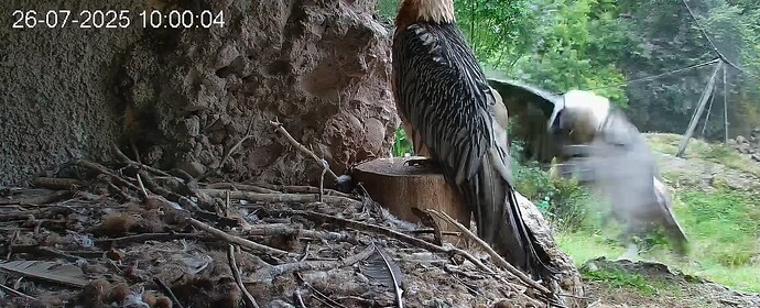 Hans schlägt die Flügel aus 26.07.25