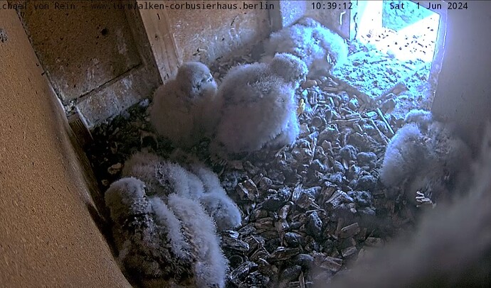 Screenshot_20240601_103931_Chrome