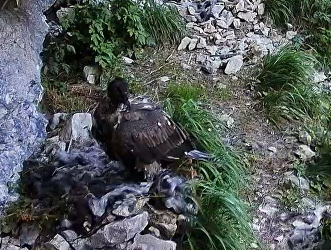 L. beobachtet 14.06.25