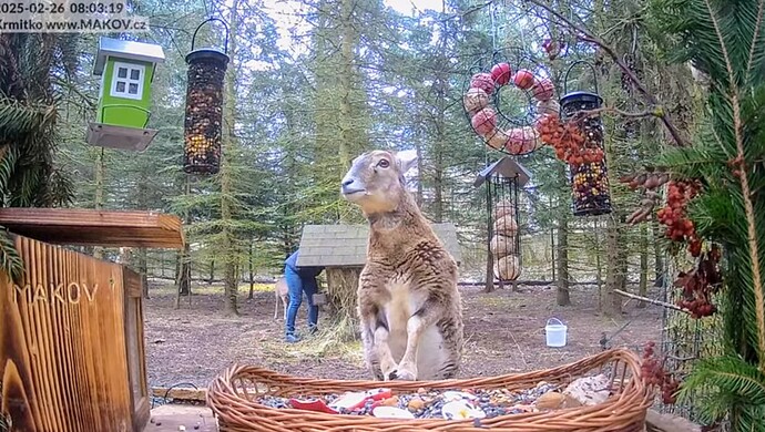 Screenshot_2025-02-26-10-37-50-068_com.google.android.youtube