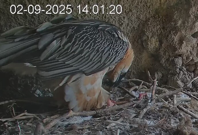 Screenshot_20250902-140222~2