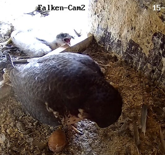 Screenshot_20230515-171900-01