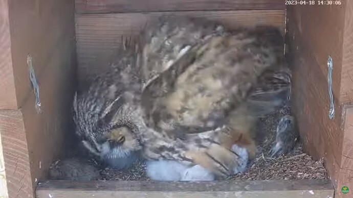 WOHR_230418_Leo_chicks_rat