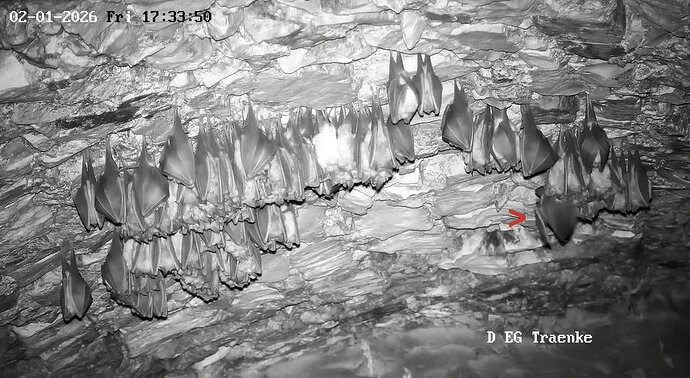 2026-01-02 ab 17.00_2 ungeeigneter Hangplatz, Hufi rutscht weg