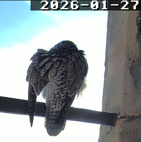 Screenshot_2026-01-27-15-24-44-687_com.android.chrome