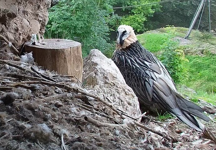 Mascha vor dem Horst 01.08.25