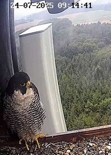 Screenshot_2025-07-24-09-15-46-484_com.android.chrome