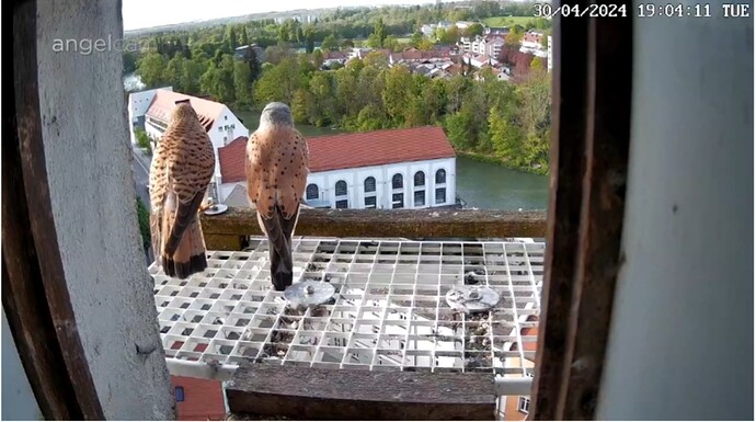 Screenshot_20240430_190428_Chrome