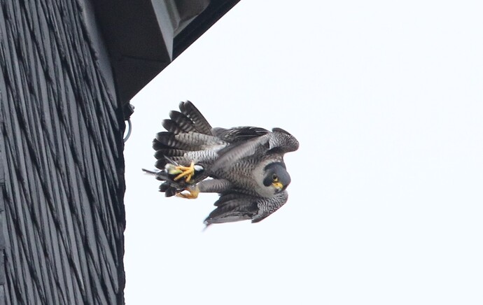 Falco mit Beute 2