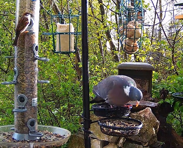 Ringeltaube und Spatz 04.04.24