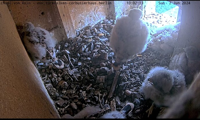 Screenshot_20240602_100238_Chrome